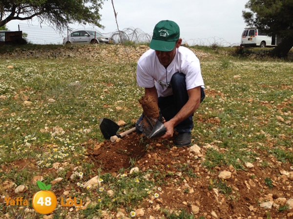 ludandyaffazaitoon (11).JPG